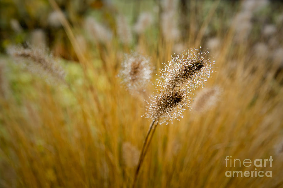 Dew On Ornamental Grass No. 4 Photograph