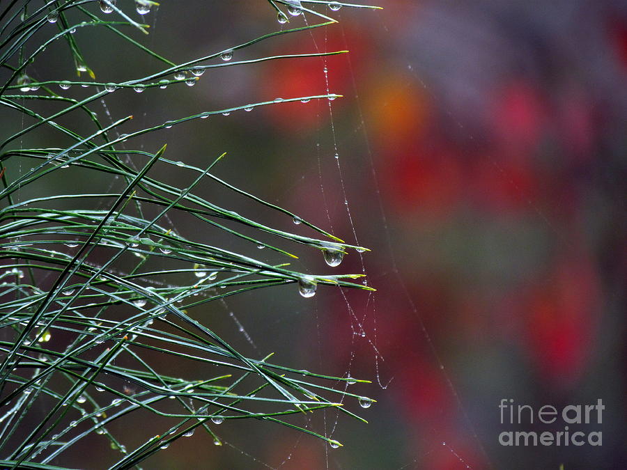 Dew on Pine Photograph by Lili Feinstein