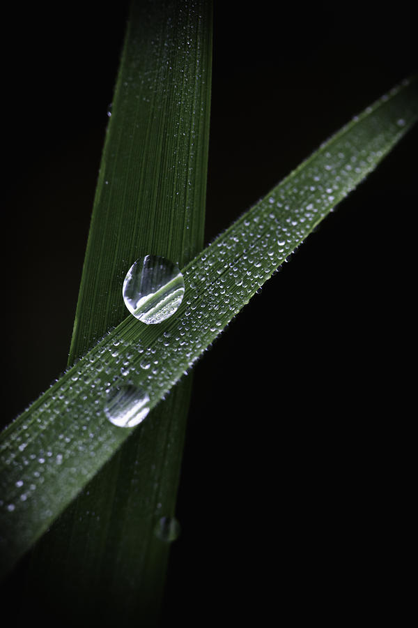 Dew on Rice Stalk Photograph by David Longstreath