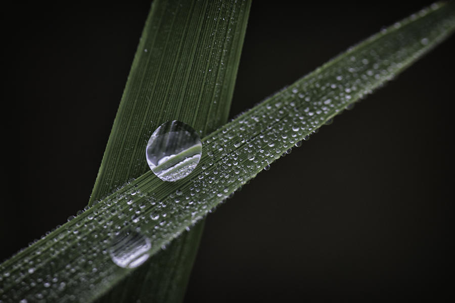 Dew on Rice Stalks 2 Photograph by David Longstreath