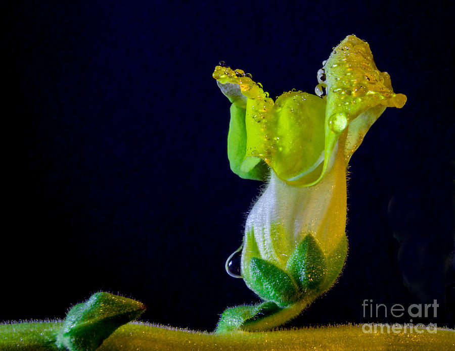 Flowers Still Life Photograph - Dew On The Dragon by Mitch Shindelbower