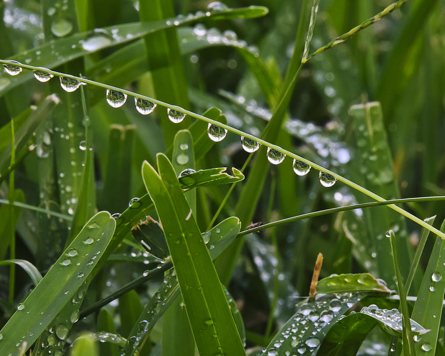 Dew on the Grass Photograph by Betty Eich