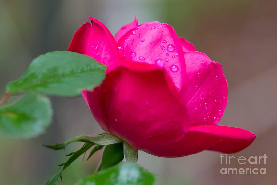 Dew on the Rose Photograph by Sandra Clark