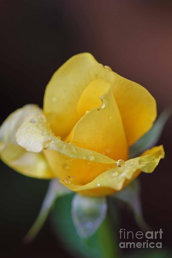 Flower Photograph - Dew on the Rose by Stephanie Hanson