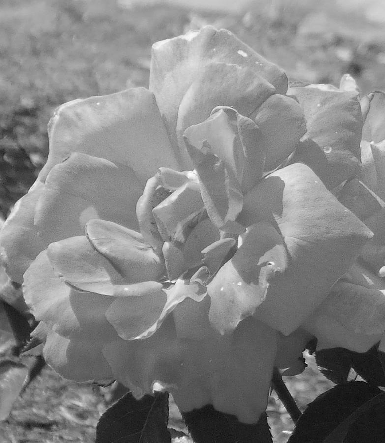 Dew Rose Photograph by Pharris Art