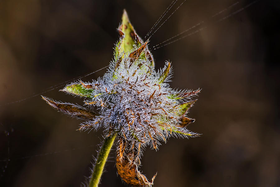 Dew Weed Bloom Photograph by Michael Whitaker