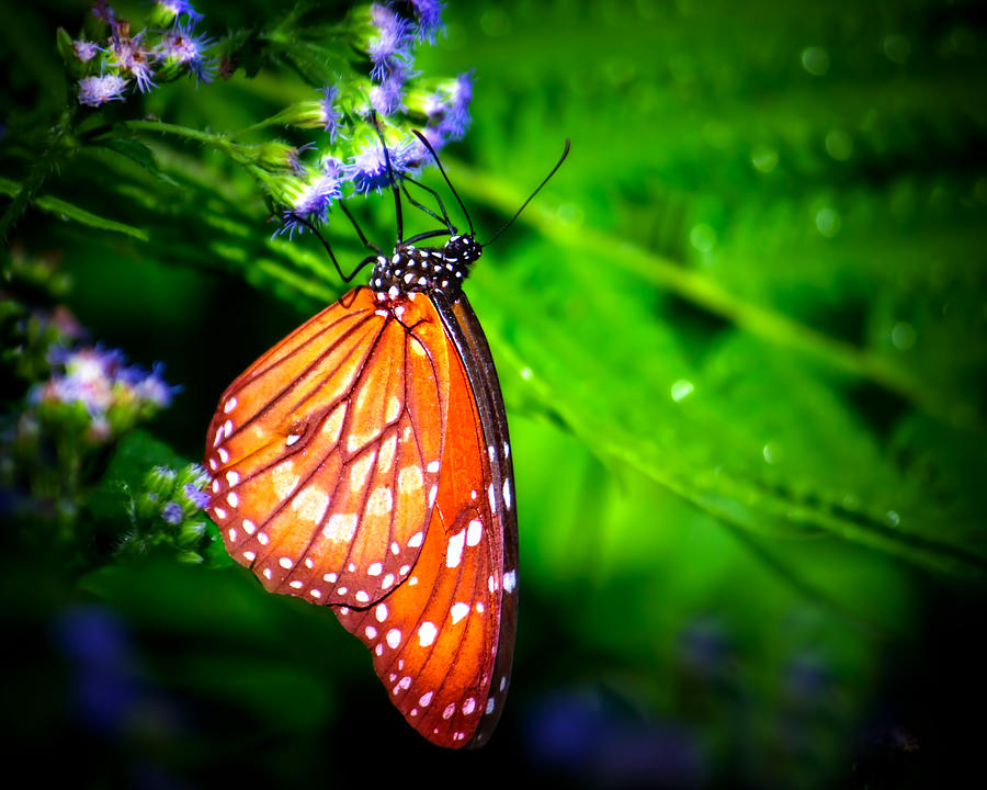 Dewdrop Butterfly Photograph by Mark Andrew Thomas