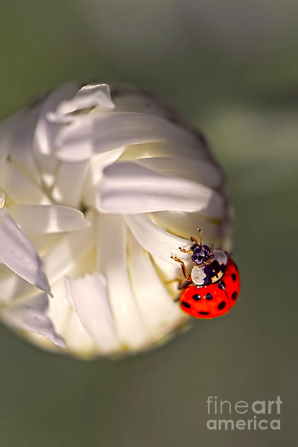 Ladybug Photograph - Dewdrop Ladybug by Sharon Talson