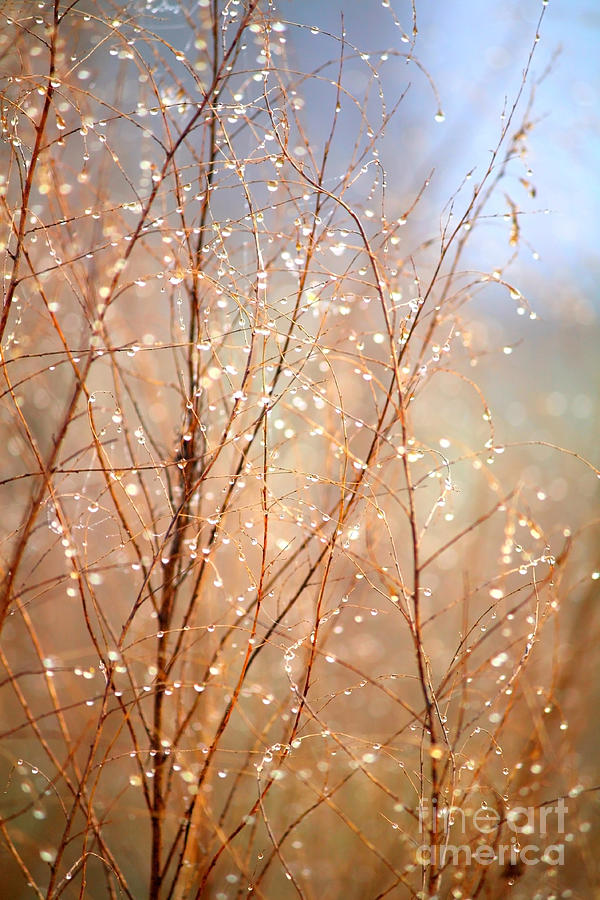 Dewdrop Morning Photograph by Carol Groenen