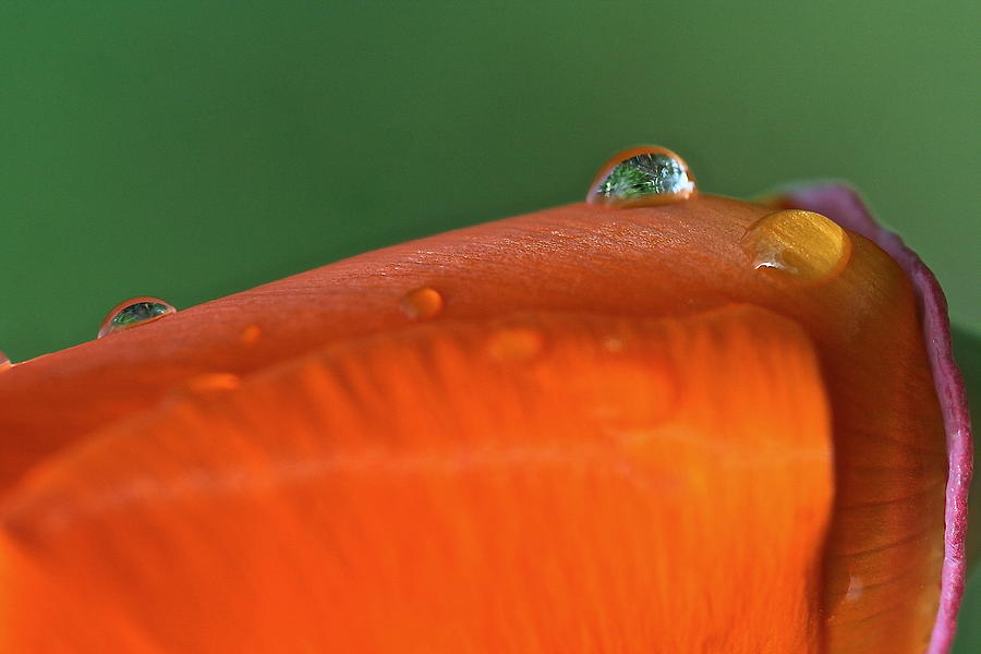 Dewdrop on California Poppy Photograph by Catia Juliana
