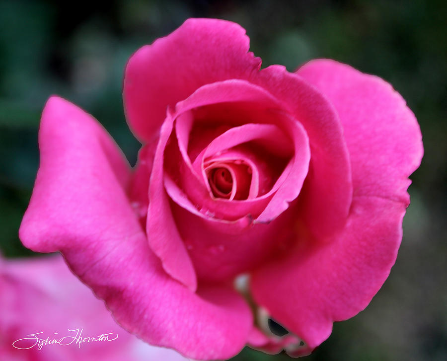 Rose Photograph - Dewdrop by Sylvia Thornton