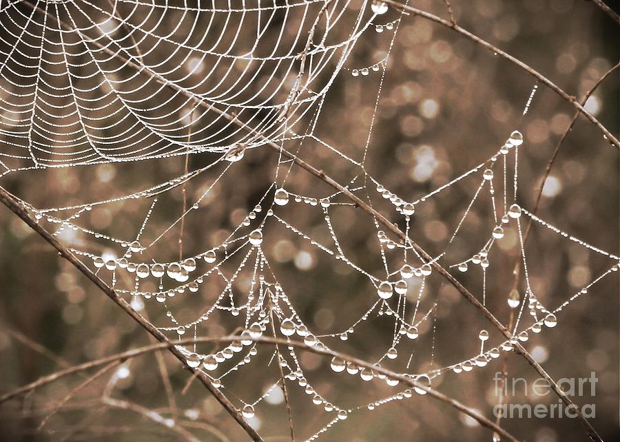 Nature Photograph - Dewdrop Web in Sepia by Carol Groenen
