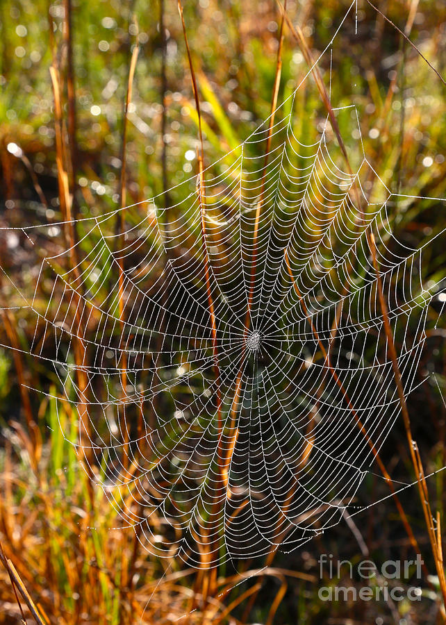 Dewdrop Web in the Marsh Photograph by Carol Groenen