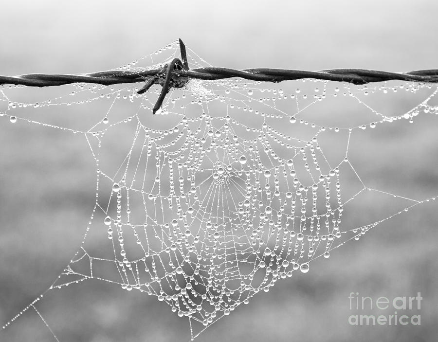 Dewdrops Photograph by Carole Lloyd