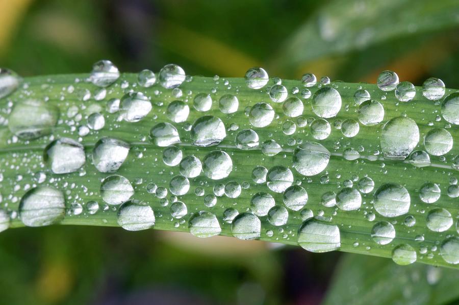 Dewdrops Photograph by Dr. John Brackenbury/science Photo Library ...