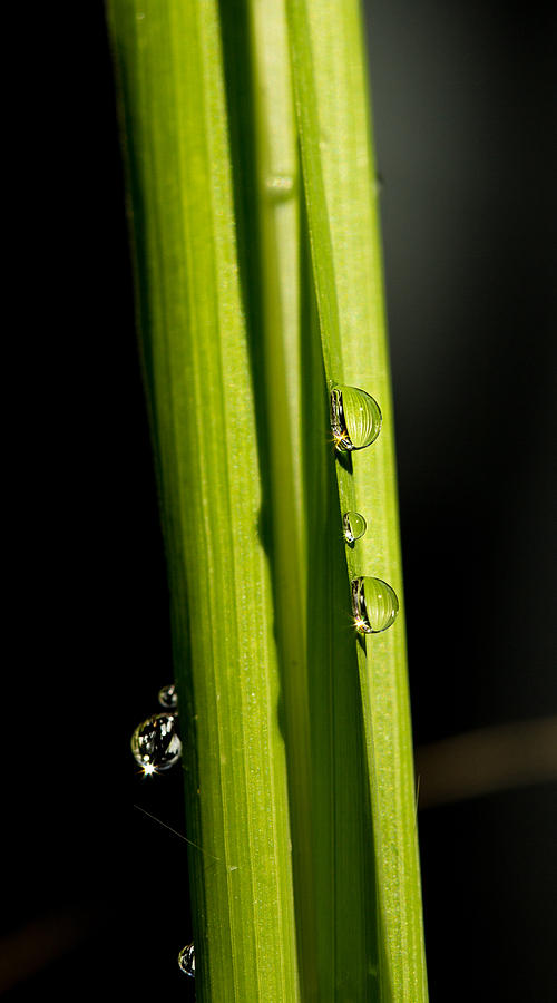 Dewdrops Photograph - Dewdrops by Justyn  Lamb