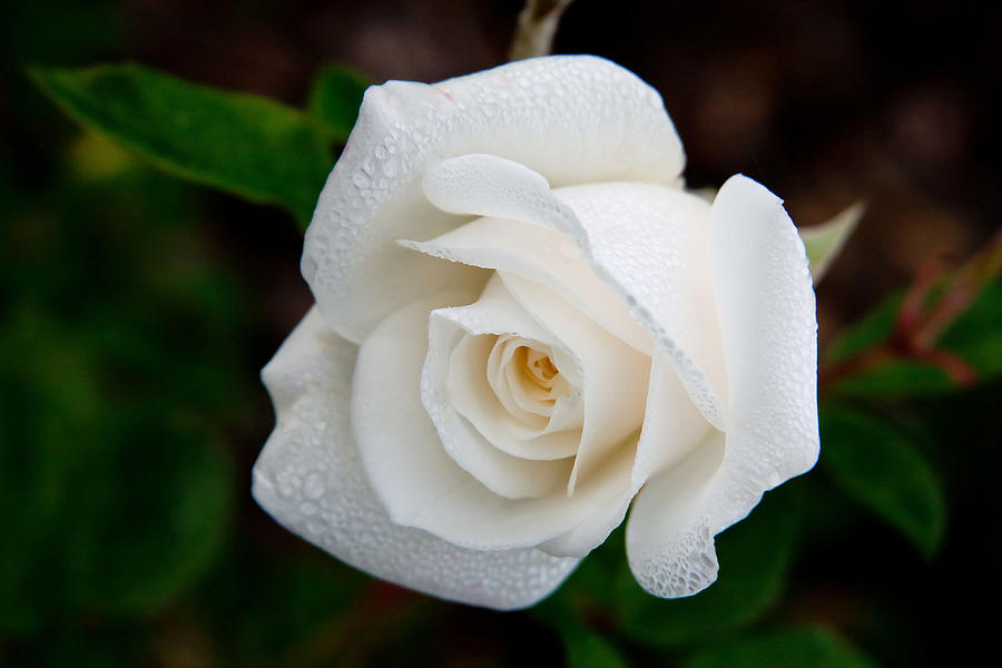 Dewdrops on a White Rose Photograph by Vanessa Thomas