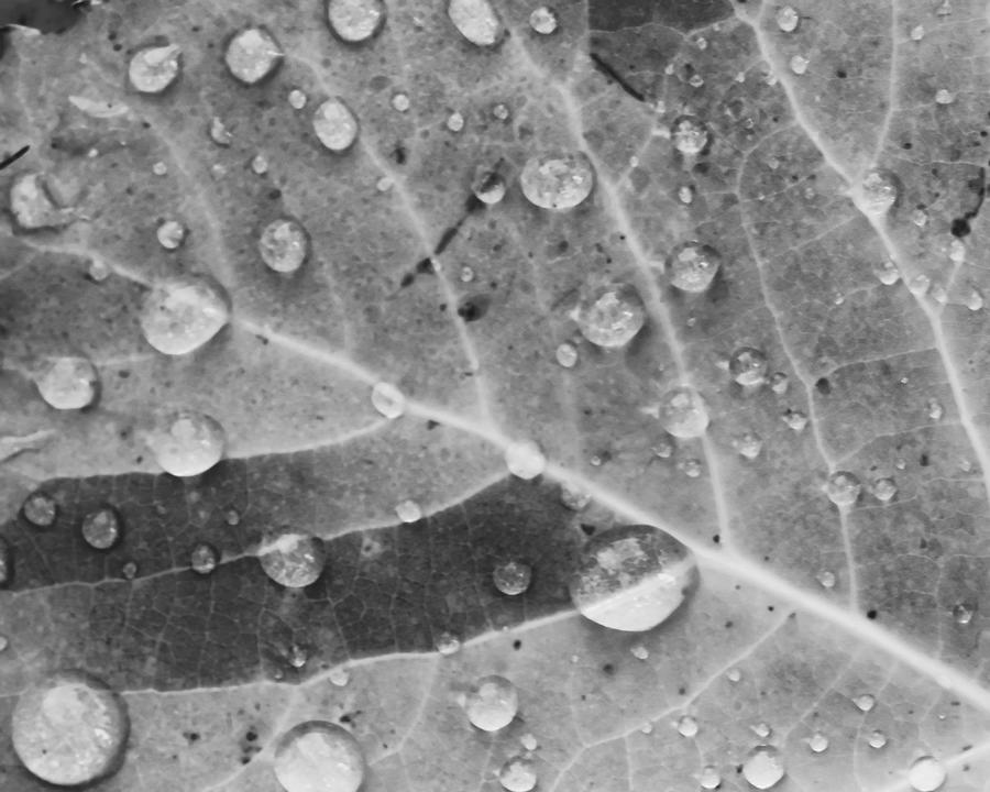 Dewdrops on Leaf Photograph by Harold Rau