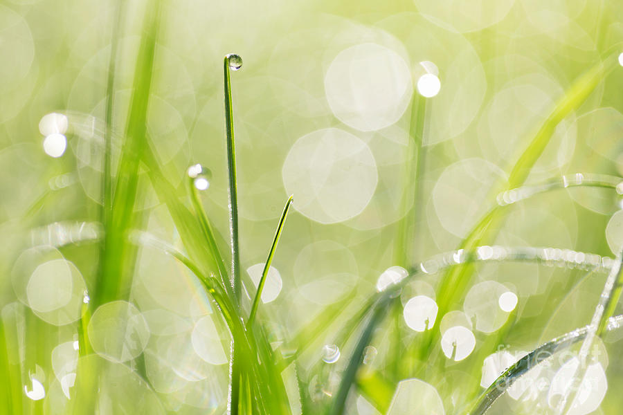 Nature Photograph - Dewdrops on the Sunlit Grass by Natalie Kinnear