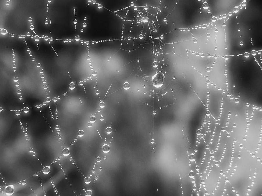 Dewdrops on Web Photograph by Mark Alan Perry