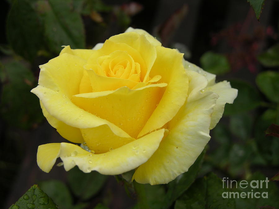 Dewdrops on Yellow Rose Photograph by Mariarosa Rockefeller
