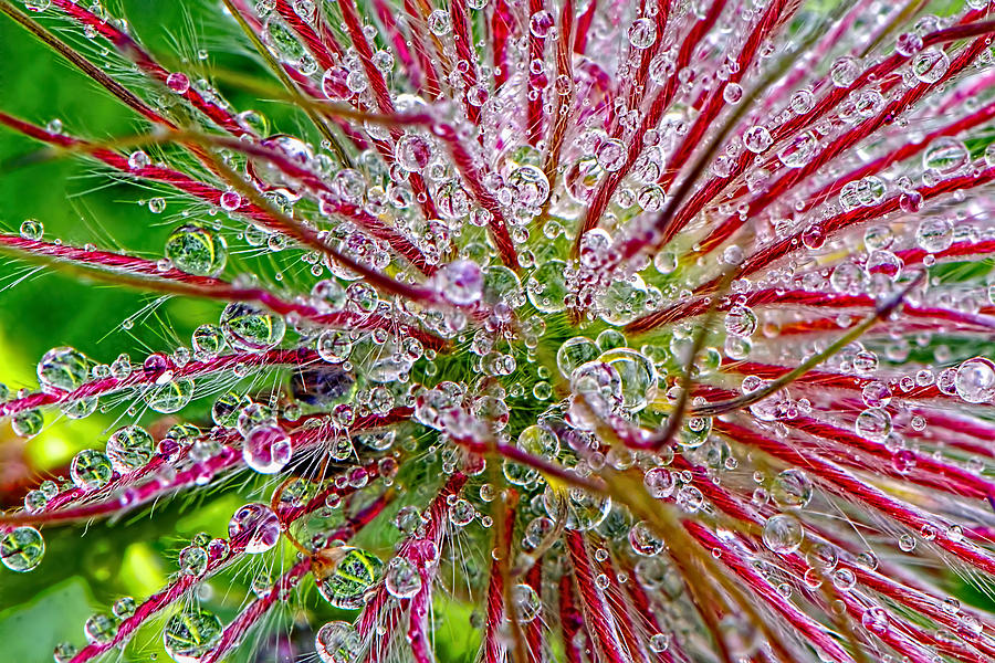 Dewdrops Photograph - Dewdrops by Sharon Talson