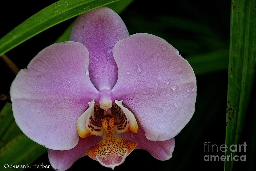 Dewey Orchid Photograph by Susan Herber