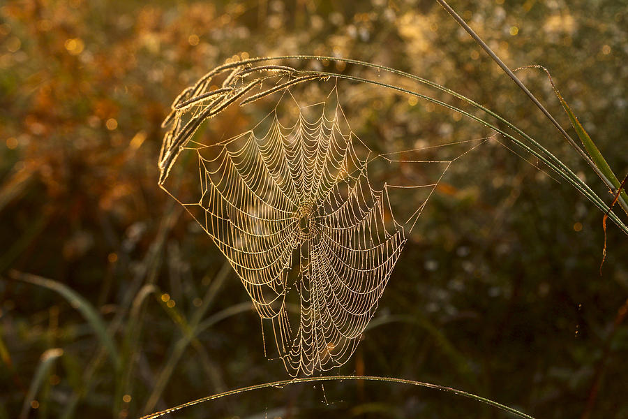 Dewey Spider Web Photograph by Robert Camp