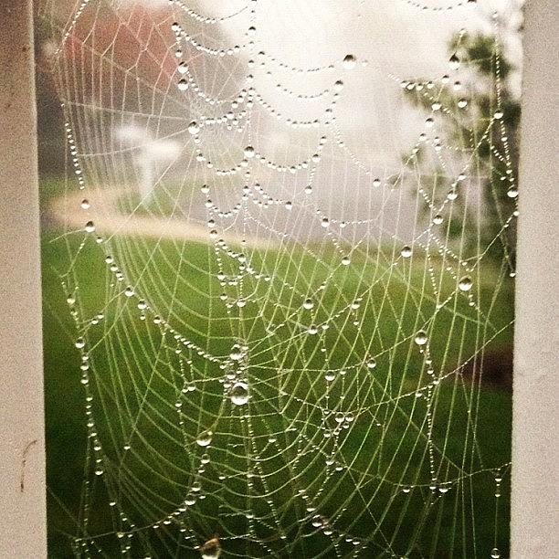 Spider Web Photograph - Dewey Spiderweb by Michael Gonzalez