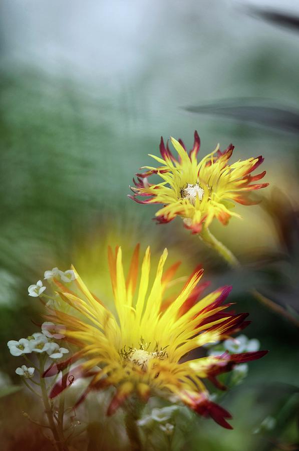 Dewflower (drosanthemum Micans) Photograph by Maria Mosolova