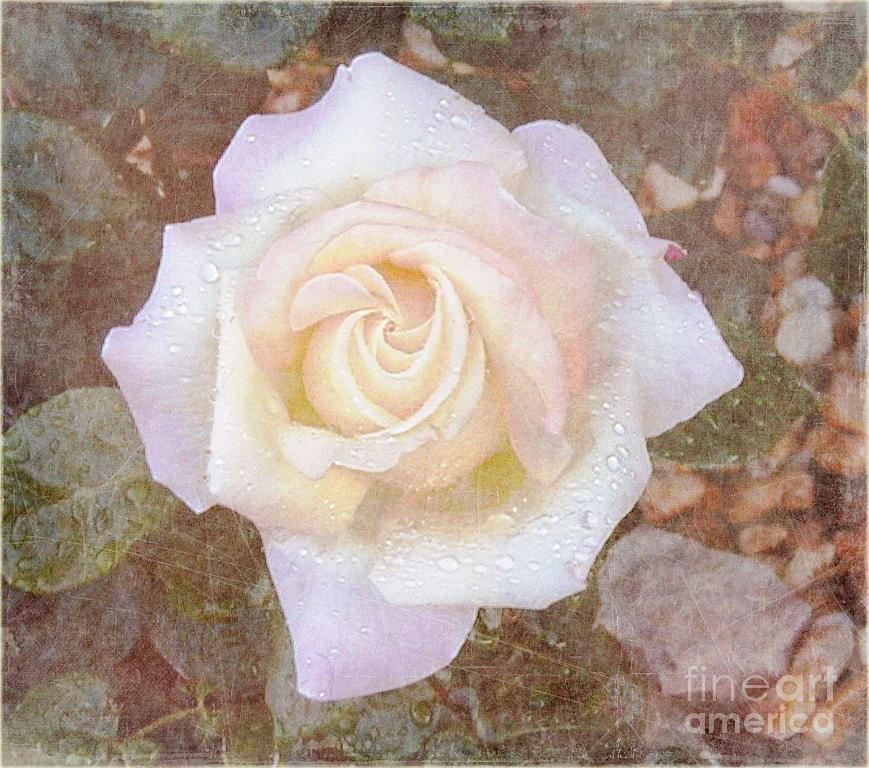 Rose Photograph - Dewy Dawn Peace Rose by Alys Caviness-Gober