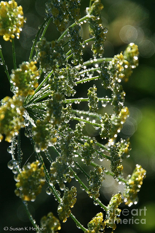 Dewy Dill Photograph by Susan Herber