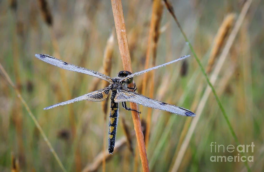 Dewy Dragonfly Photograph