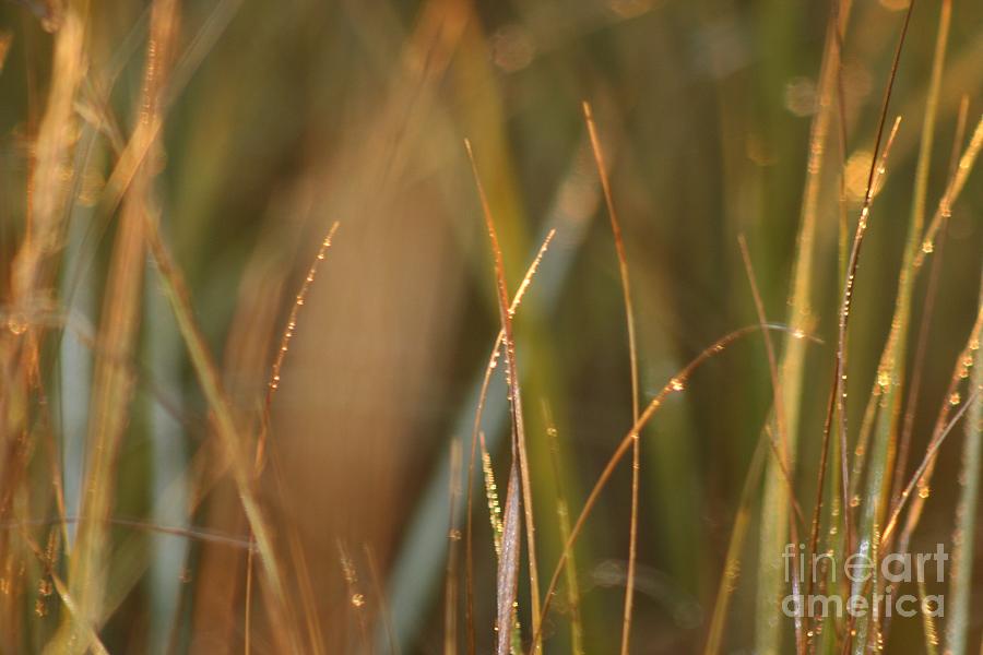 Dewy Grasses Photograph by Nadine Rippelmeyer