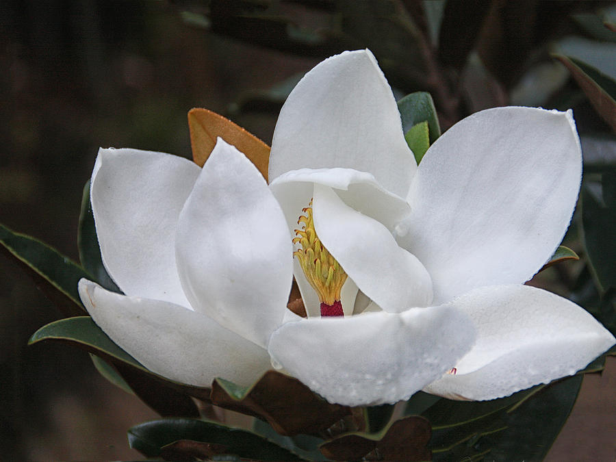 Dewy Magnolia Photograph by Sandra Anderson