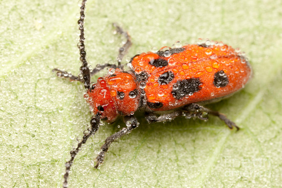 Dewy Milkweed Beetle Photograph by Clarence Holmes