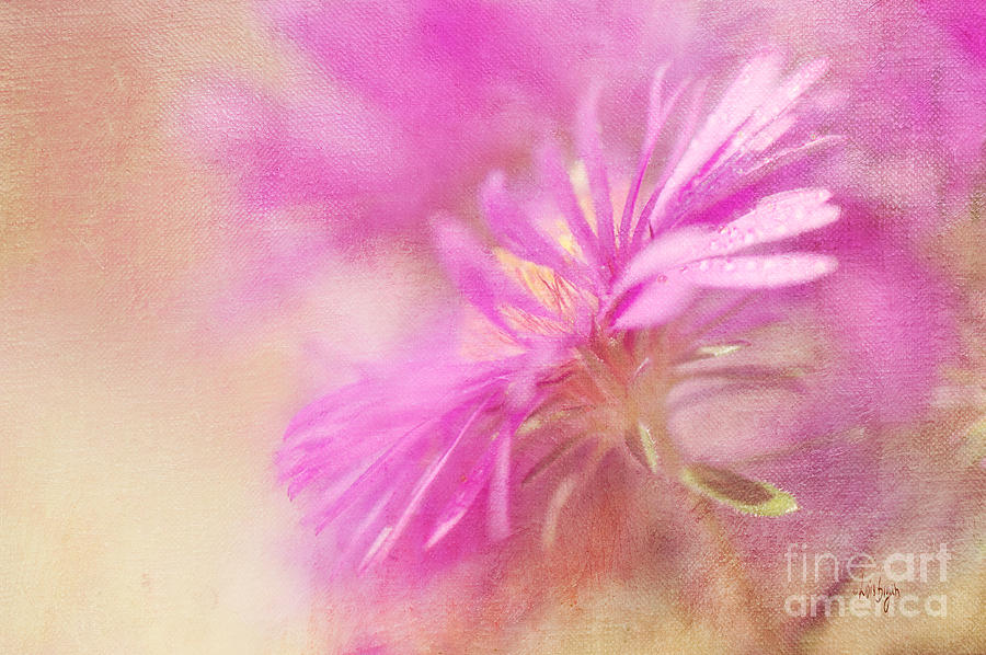 Aster Photograph - Dewy Pink Asters by Lois Bryan