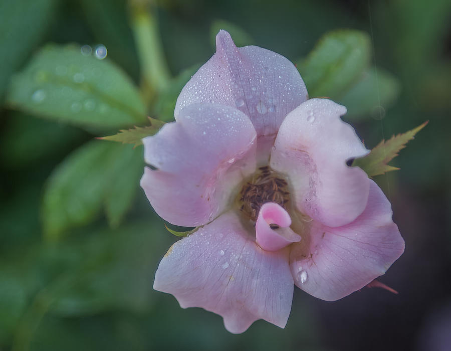 Dewy Pink Rose Photograph by Jane Luxton