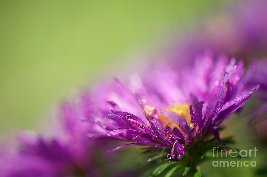 Flower Photograph - Dewy Purple Asters by Lois Bryan