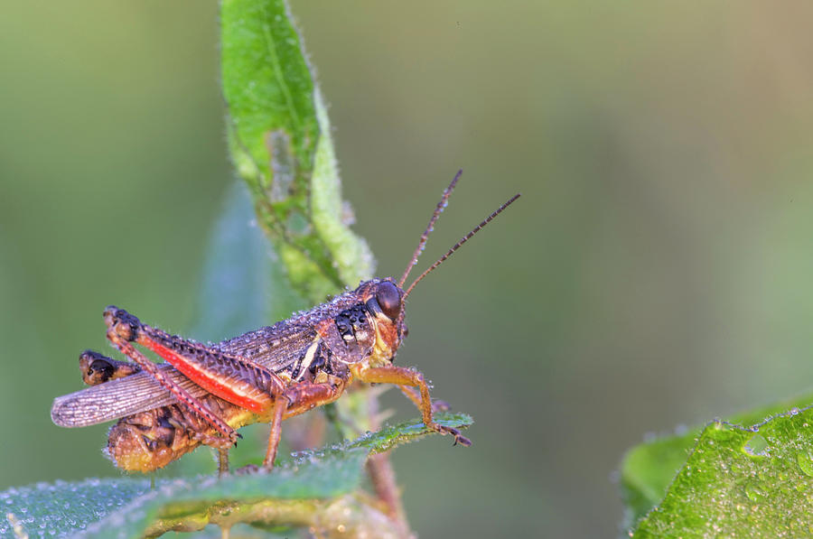 Grasshopper Photograph - Dewy Red-legged Grasshopper by Natures Faces