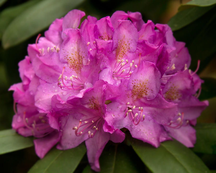 Dewy Rhododendron Photograph by Jemmy Archer