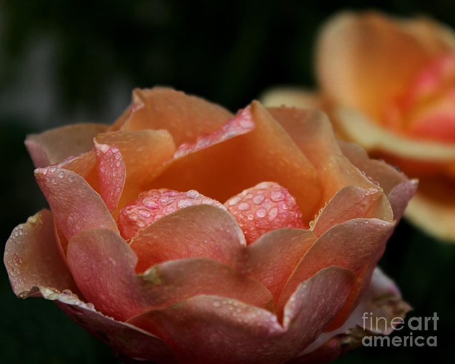 Dewy Rose Photograph by Kim Yarbrough