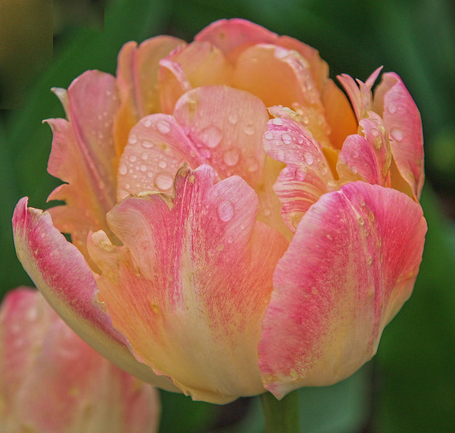Dewy tulip Photograph by Jane Luxton