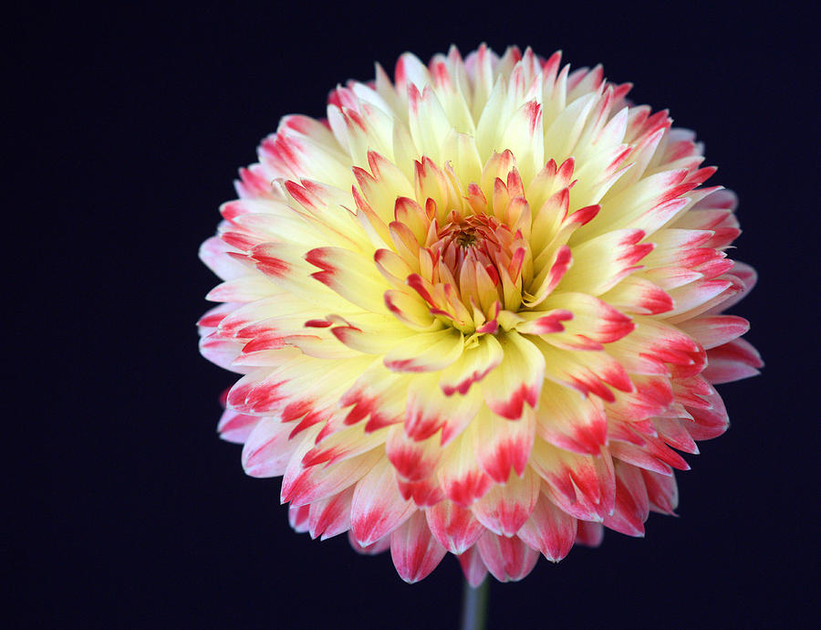 Dhalia Photograph By Novel Rodrigues<script async src=