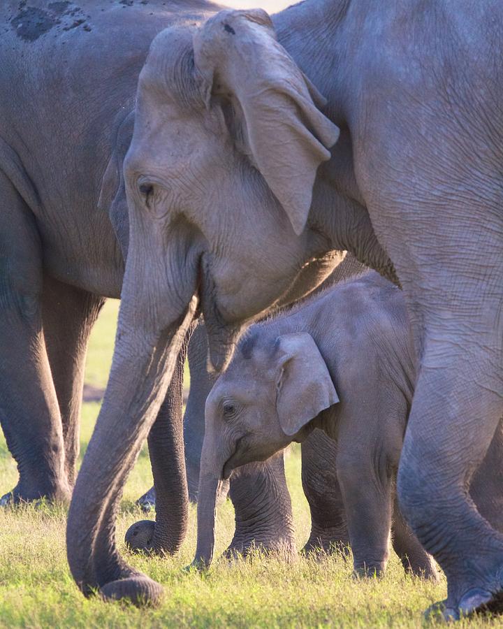 Dhikala Elephants Photograph by David Beebe