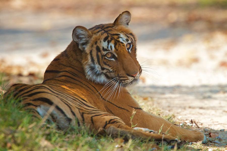 Dhikala Tigress Photograph by David Beebe
