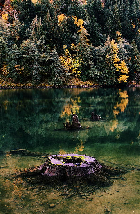 North Cascades National Park Photograph - Diablo Lake Tree Stump by Benjamin Yeager