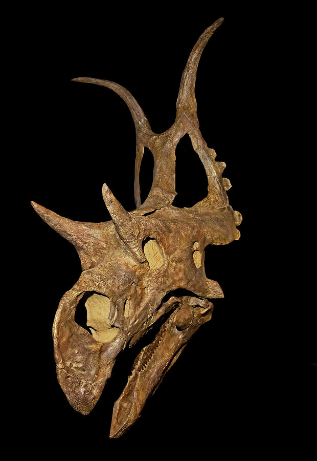 Diabloceratops Skull Photograph by Millard H. Sharp