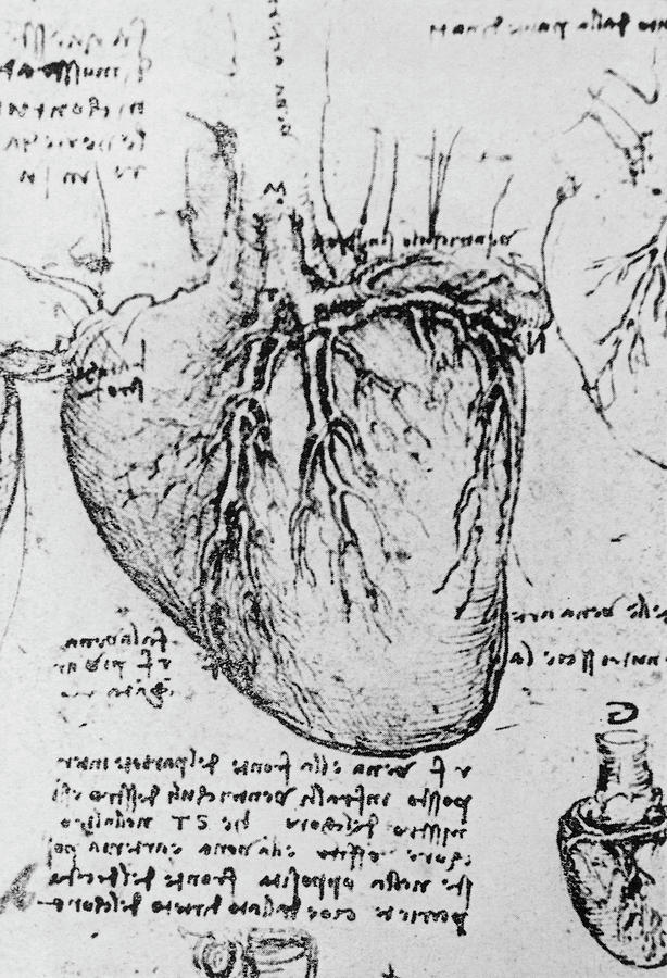 Diagram Of Heart And Vessels By Leonardo Da Vinci Photograph by Science Photo Library