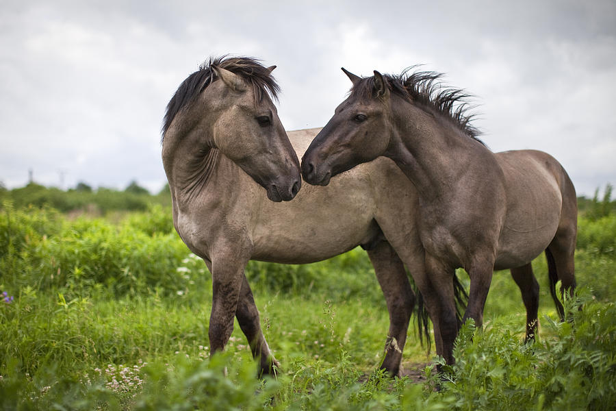Dialogue of a pair of wild horses Photograph by Imantsu